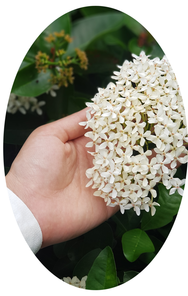 vune jasminu